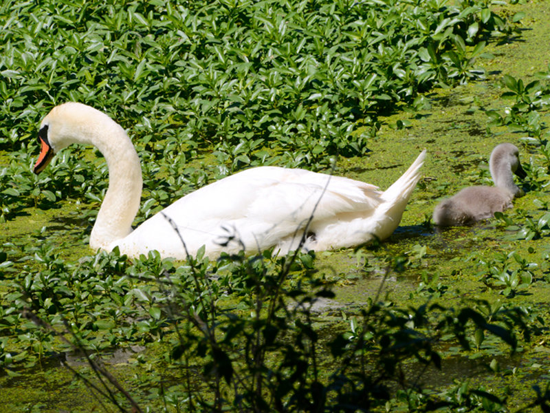 Lago di Mezzo, swans