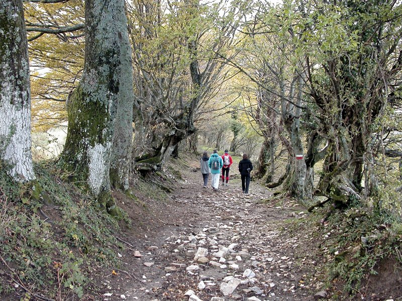 L'antico 'vialetto' di querce, aceri capestri e carpini bianchi che da Nasseto si dirige verso il Passo Serra