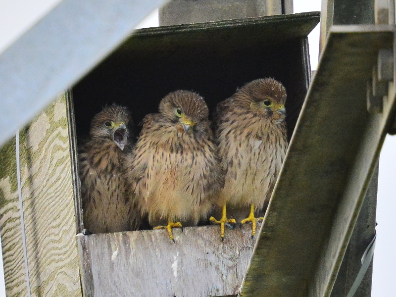 Casetta nido su capriata con piccoli di Gheppio (Falco tinnunculus)