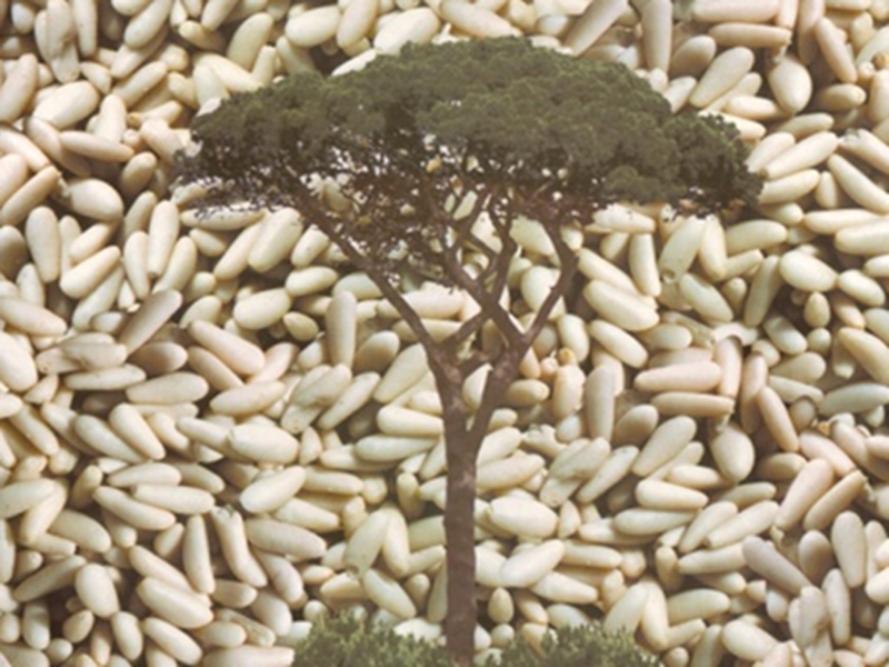 Bio Pine Nut