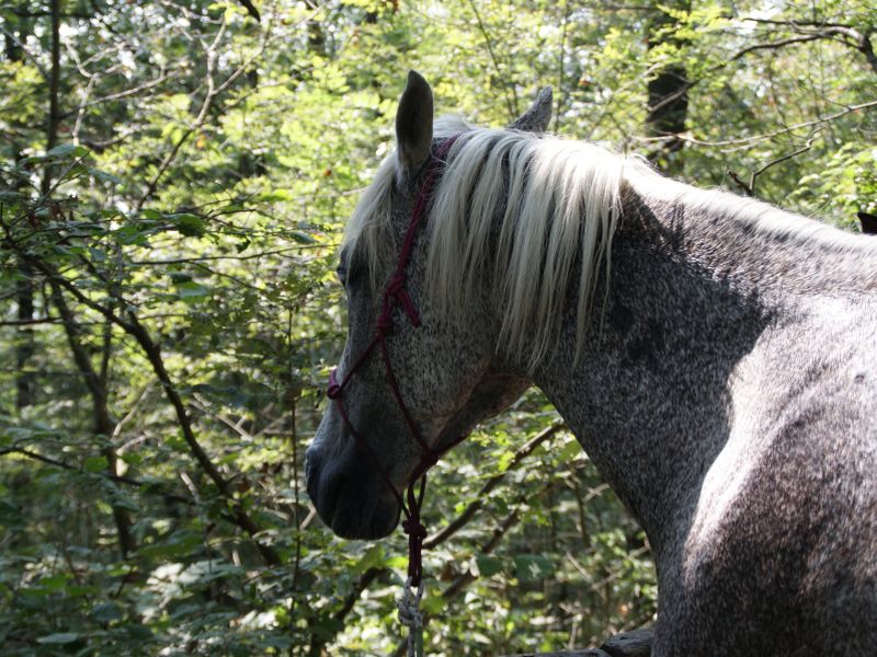 A cavallo nel parco a Verolengo
