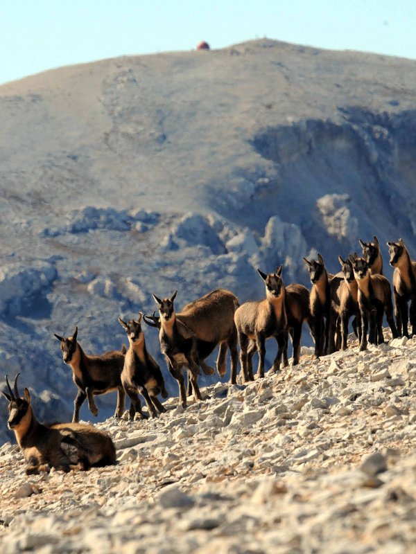 Chamois herd on the peak