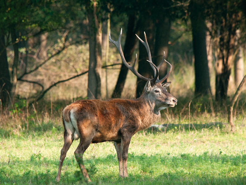 (24460)Deer of the Mesola wood