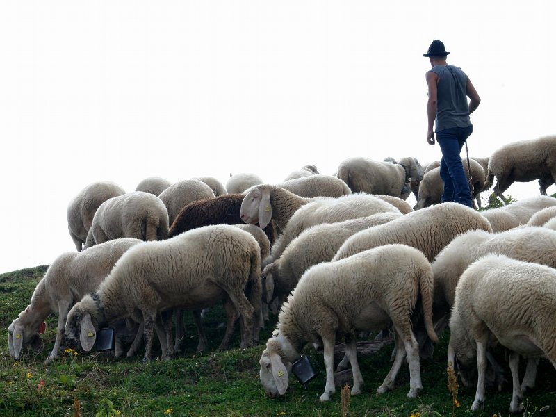 Sheperd with sheep