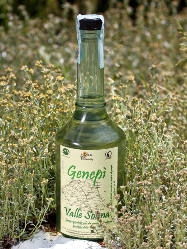Genepy (Artemisia glacialis)