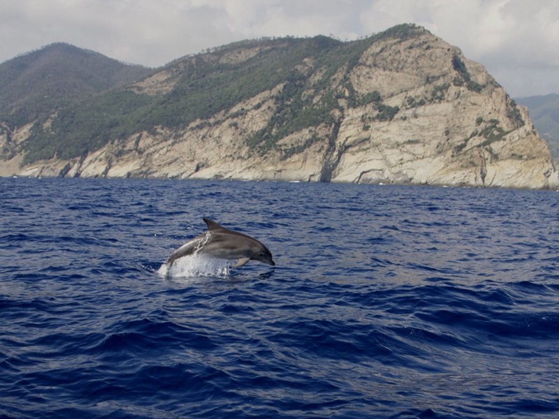 Delphin springt beim Mesco