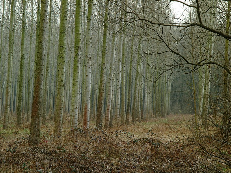 Ecologia forestale