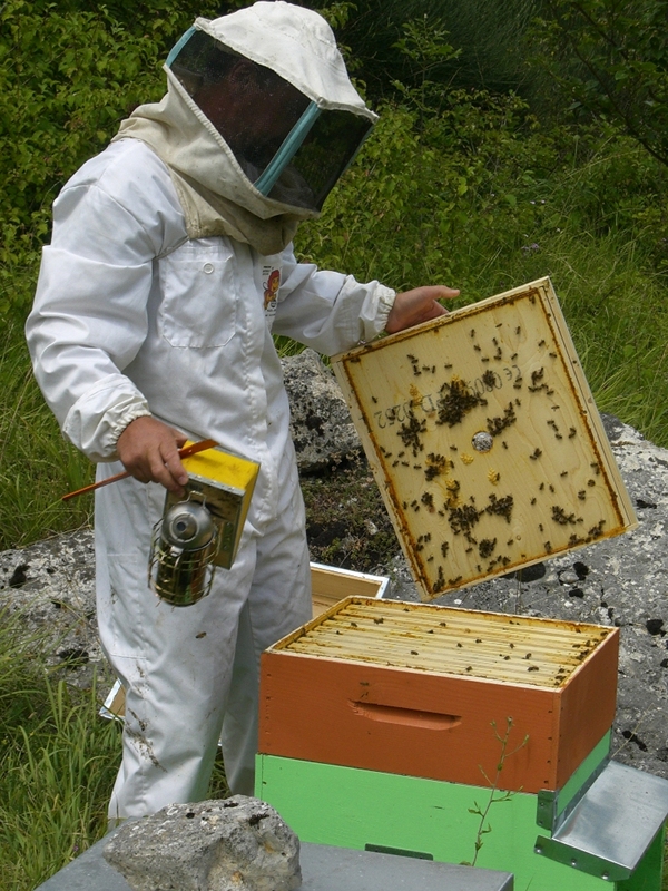 Beekeeper on an apiary