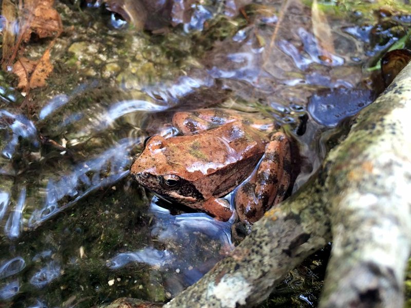 Italian stream frog