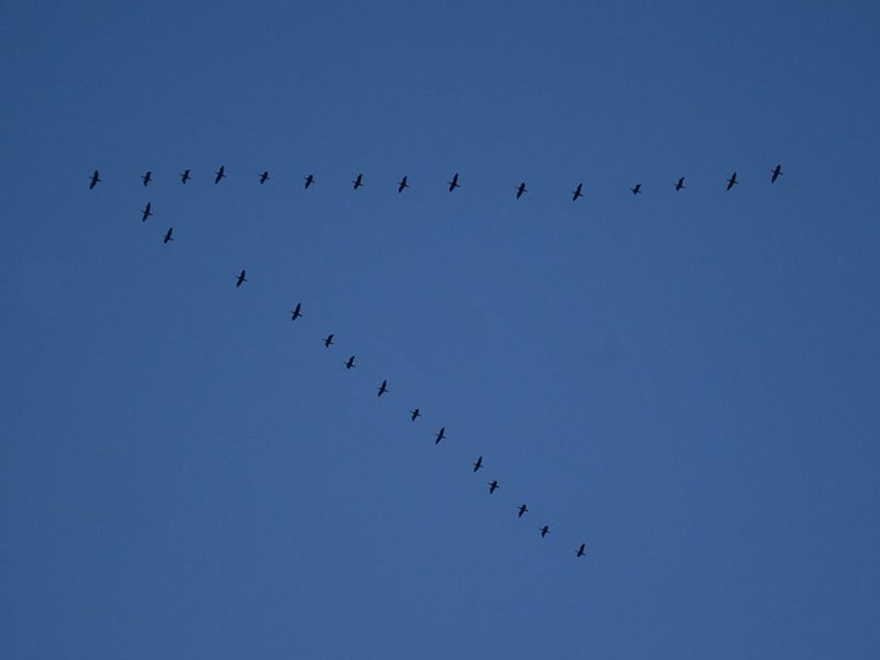 Cormorani in volo sul Trebbia