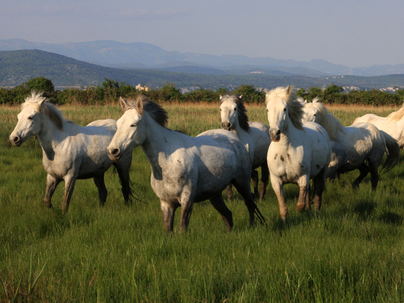 Cavalli Camargue