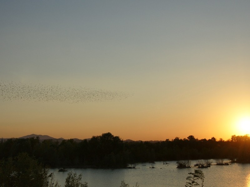 Starlings in Chiesuole