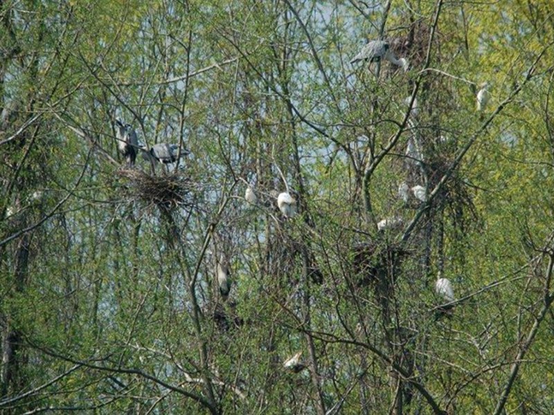 Herons' nesting place