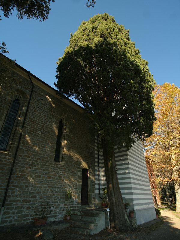 Santuario di Reggio, cyprès monumental