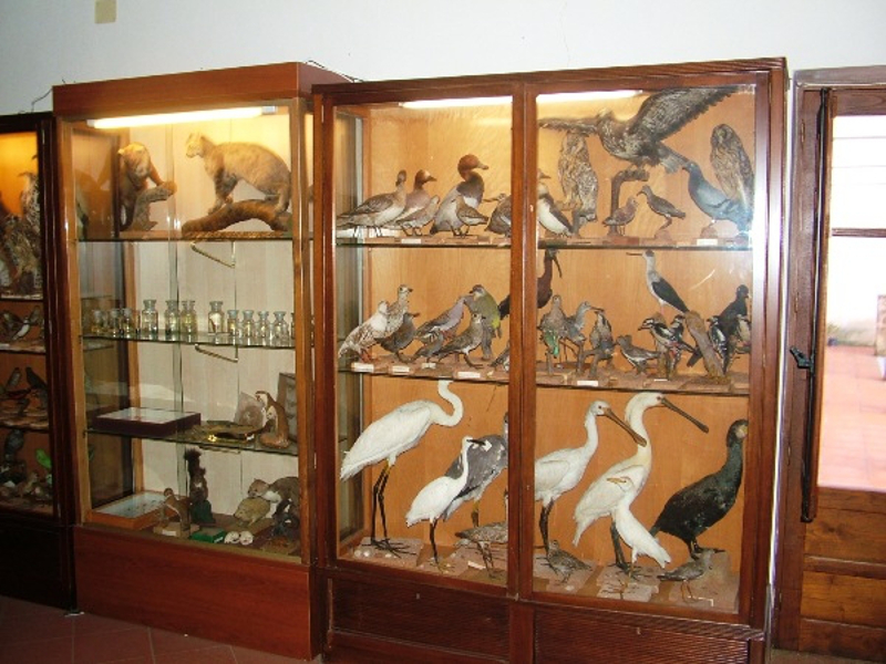 Naturalistic Museum 'F. Minà Palumbo'