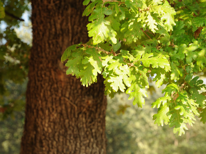 Quercus pubescens - Roverella