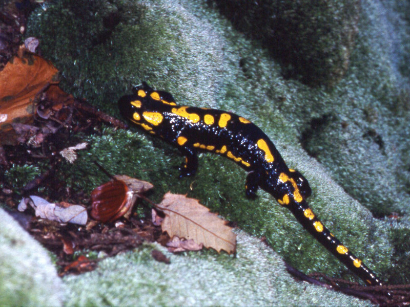 Salamandra pezzata (Salamandra salamandra)