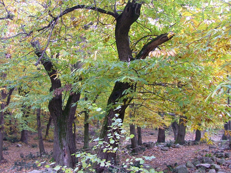 Marron trees on Mt. Venda – M. Venda, Cinto Euganeo
