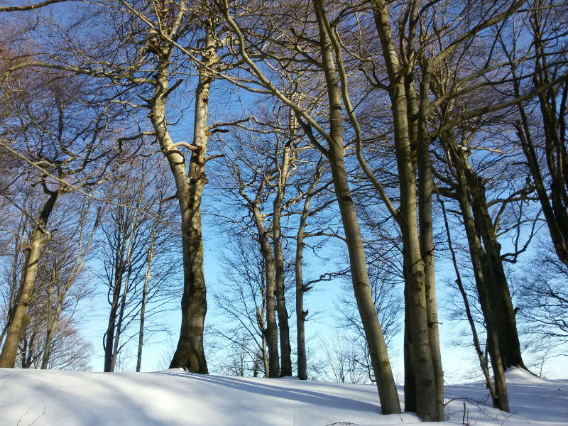 Foresta Deiva inverno neve marzo 2016