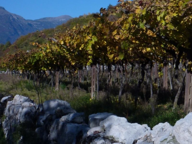 Nosiola vines and dry stone walls