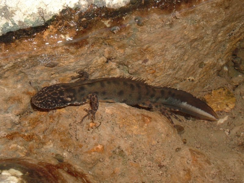Northern crested newt