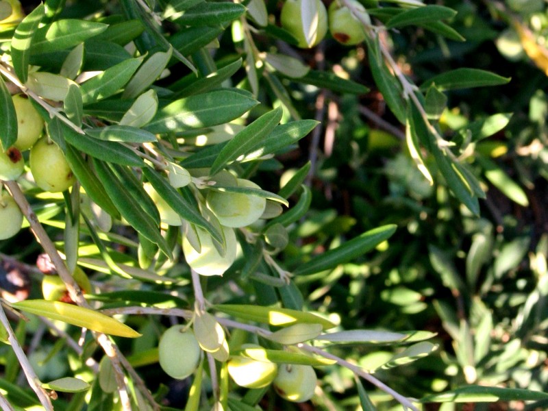 Alívo (olive tree)
