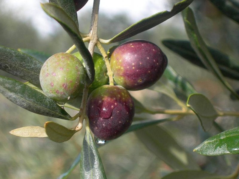 Reinsortiges natives Itrana-Olivenöl 