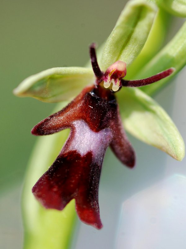 Ophrys Insettifera