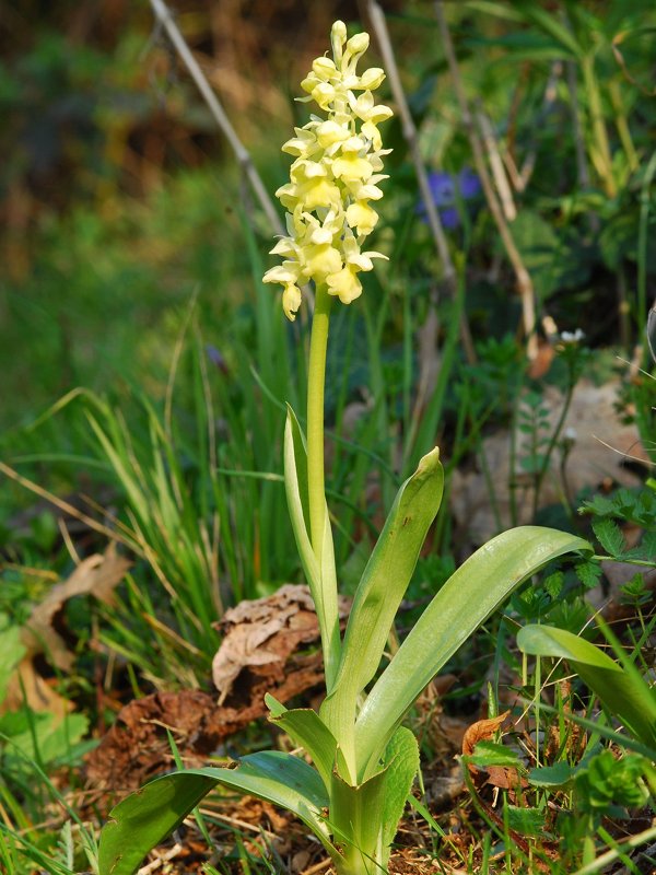 Ophrys Pallens