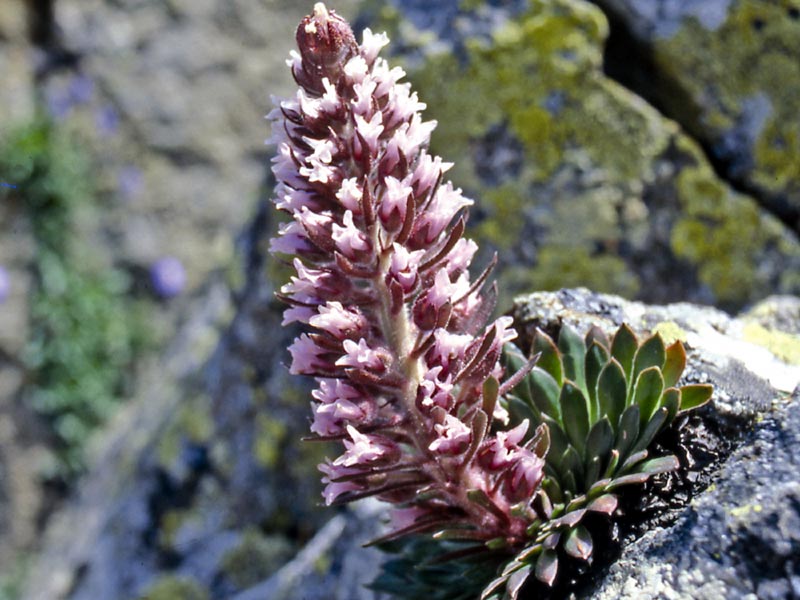 La sassifraga dell'Argentera (Saxifraga florulenta)