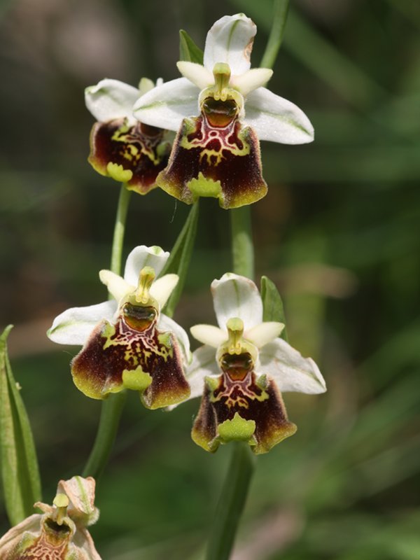 Orchidea (Ophrys fuciflora)
