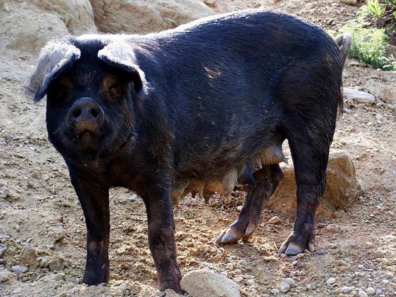 Calabrese Black Pig