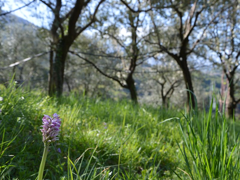 Mount Brione, olive trees and orchids