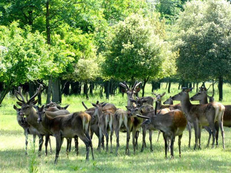 Deer of Mesola