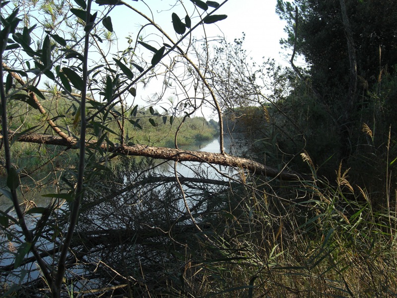 Un canale nel Bosco di Volano