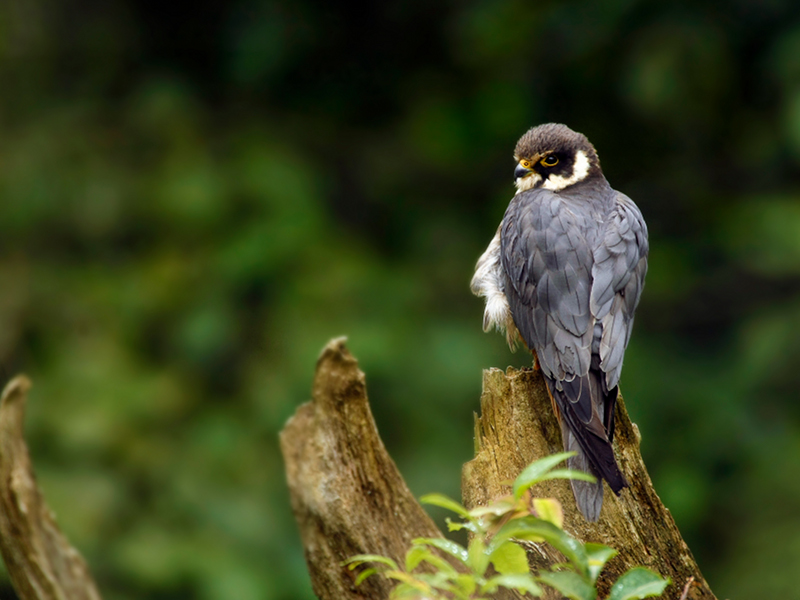 Falco lodalaio (Falco subbuteo)