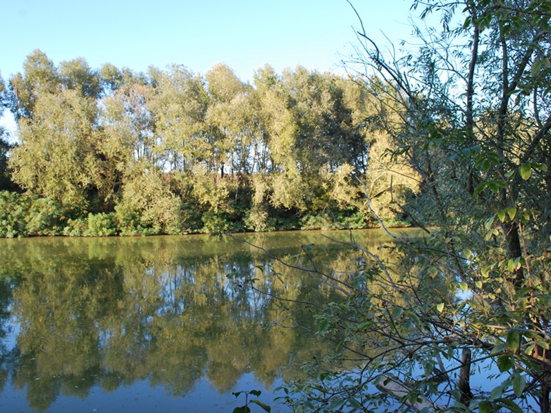 I boschi ripariali del fiume Reno ad Alfonsine