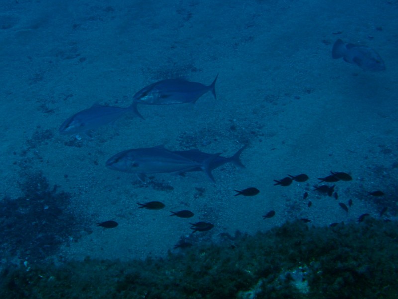 Greater amberjacks and white grouper, Molara Shoal in Ventotene
