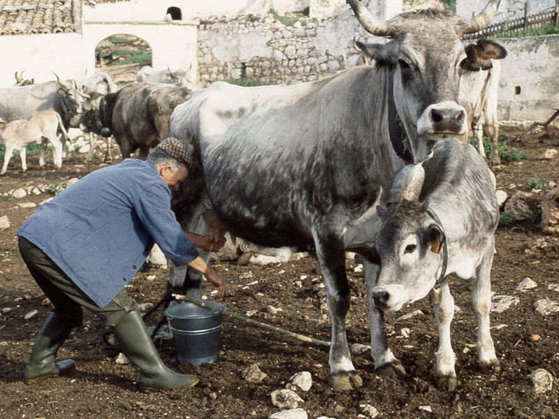 Podolica-Kuh des Gargano