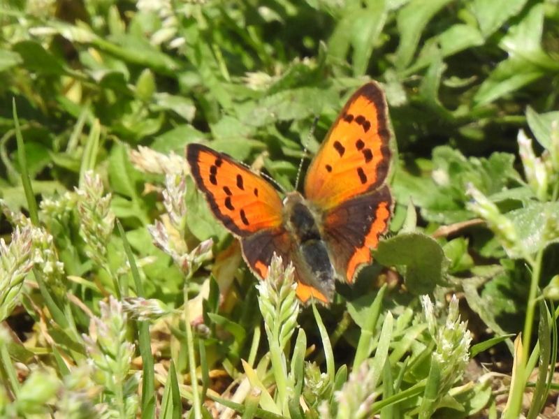 Butterflywatching, il mondo segreto dei lepidotteri