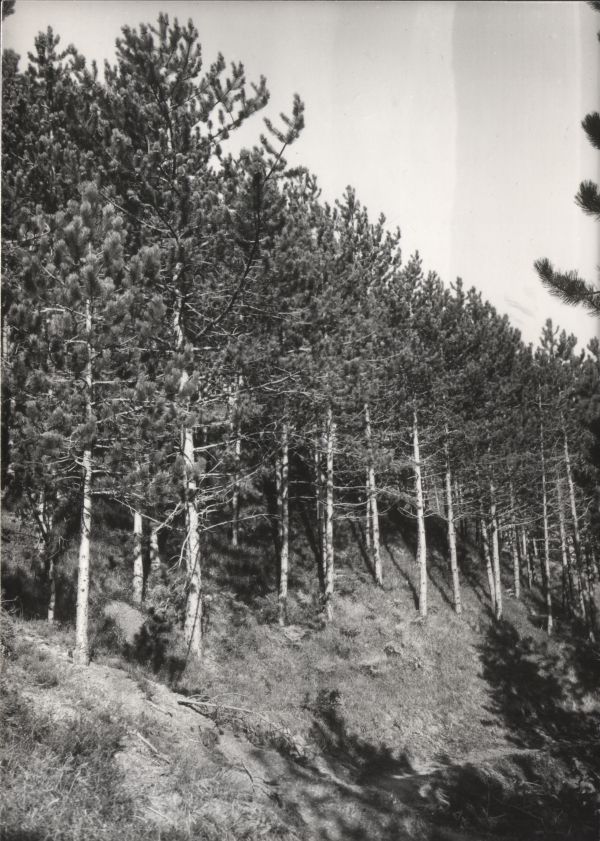 Rimboschimenti nella zona del Monte Zatta (anni '60)