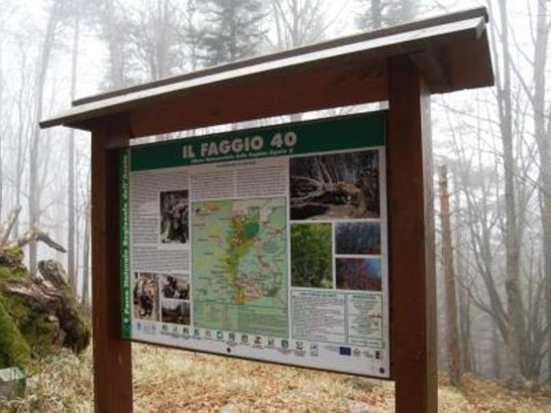 Pannello Faggio 40i SN Foresta Zatta