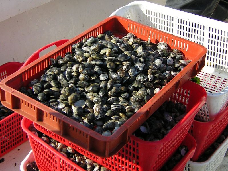 Goro clams