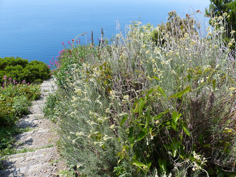 Elicriso o Perpetuino (Helichrysum italicum L.)