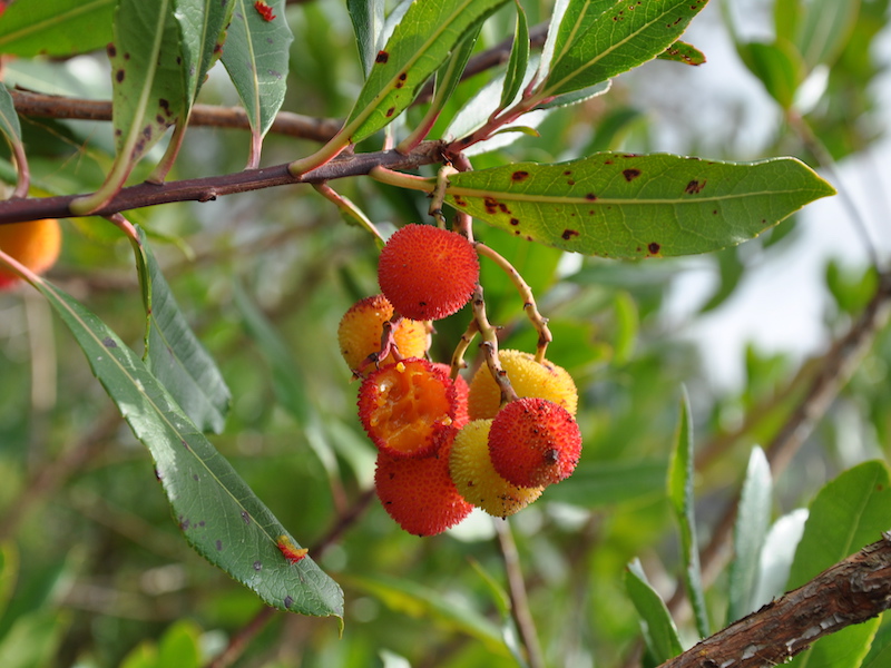 Strawberry tree (Arbutus unedo L.)