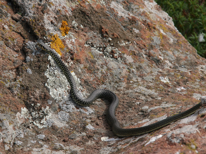 Green whip snake (Hierophis viridiflavus)