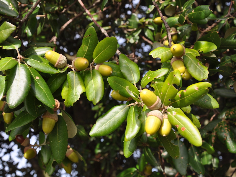 Evergreen oak (Quercus ilex L.) fruits (acorns) and leaves