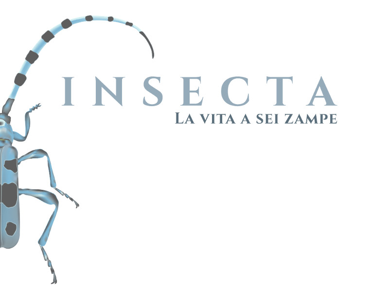 Centro Visita Insecta: la vita a sei zampe