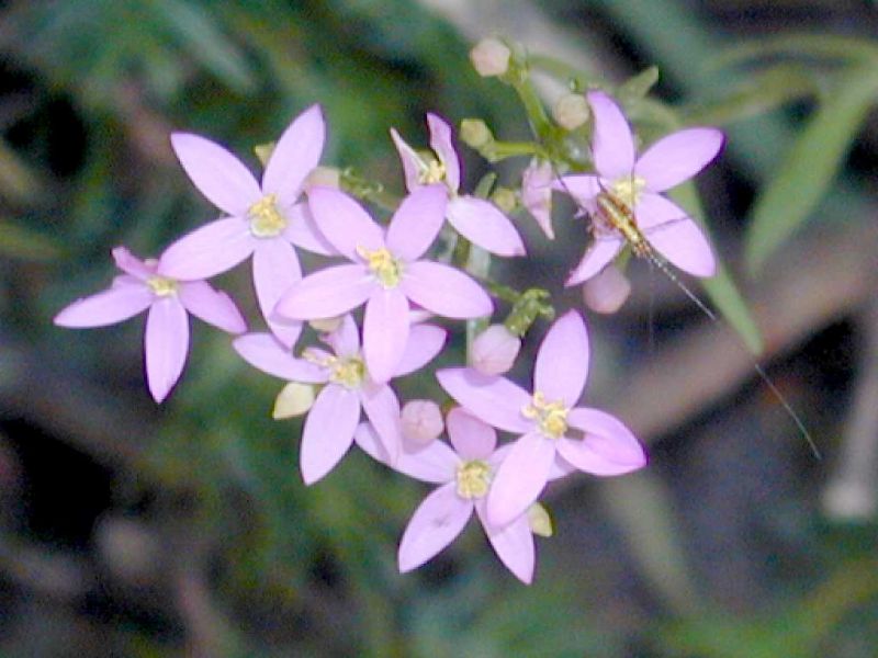 Centaurium erythtraea