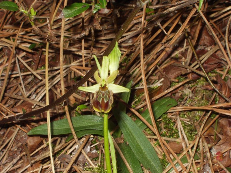 Ophrys sphecodes